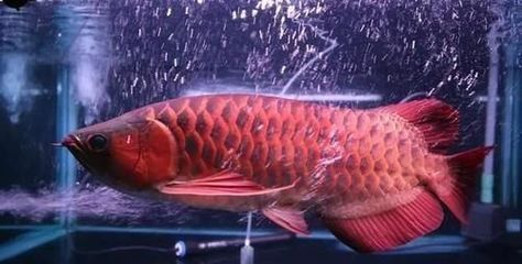 龍魚常見疾病圖片大全大圖解：關(guān)于龍魚常見疾病的詳細(xì)描述和防治方法