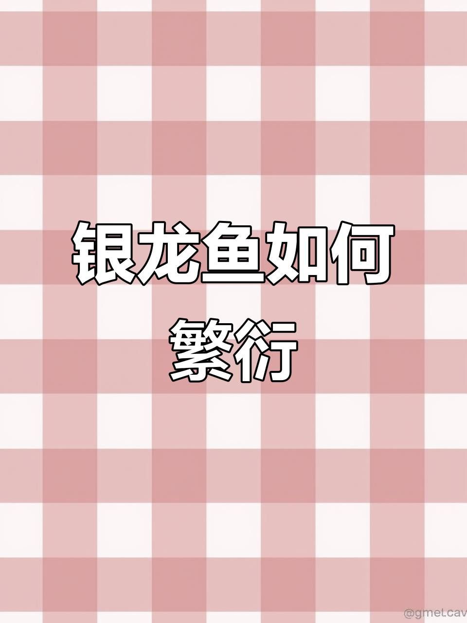 如何保持銀龍魚(yú)血統(tǒng)純正？