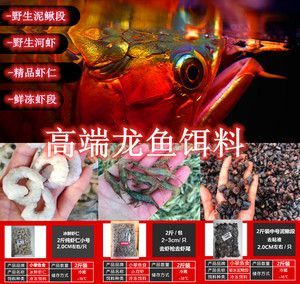 龍魚的嘴撞傷了會死嗎：龍魚吃海蝦對龍魚的影響