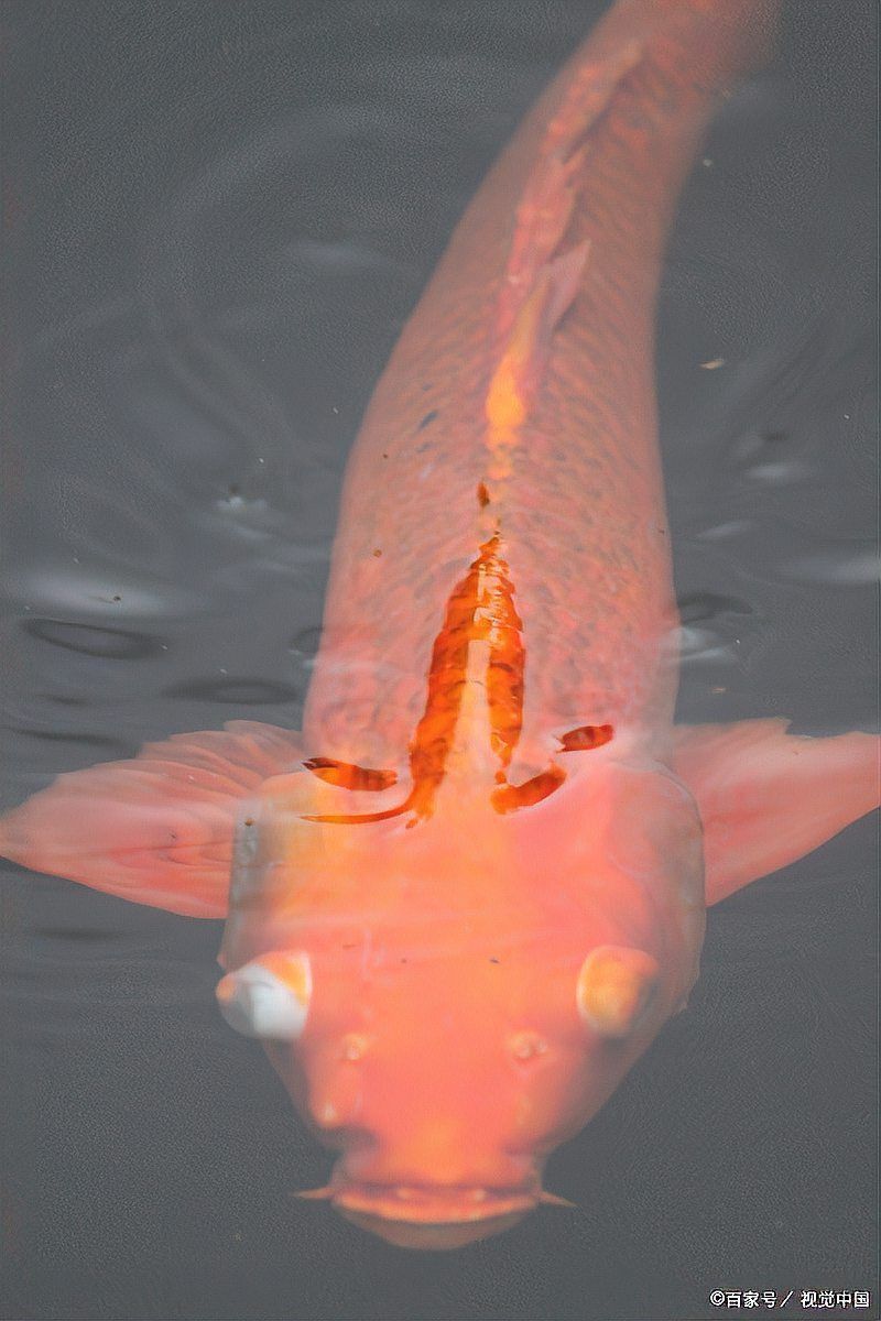 錦鯉三天喂一次行嗎