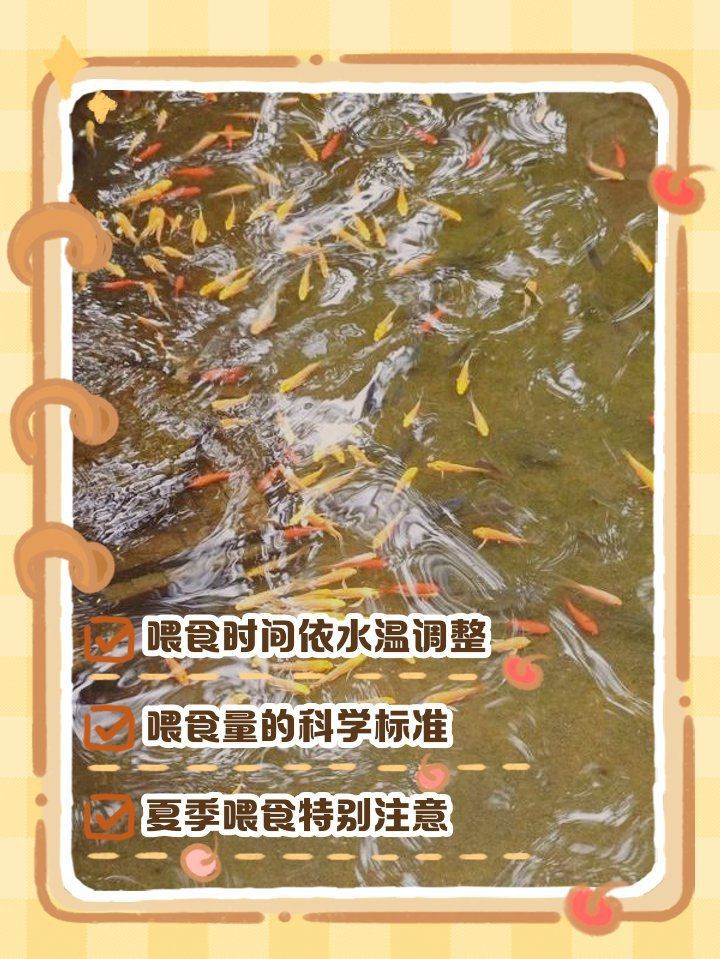 錦鯉三天喂一次行嗎