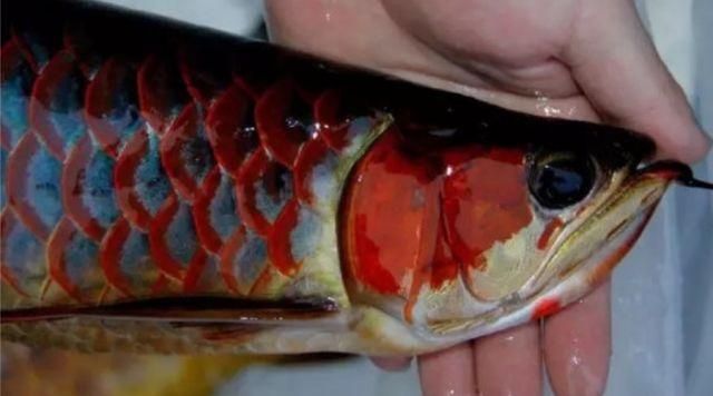 和紅龍魚混養的高端魚品種有哪些：和紅龍魚混養的高端魚叫什么品種好虎魚與紅龍魚混養的高端魚品種