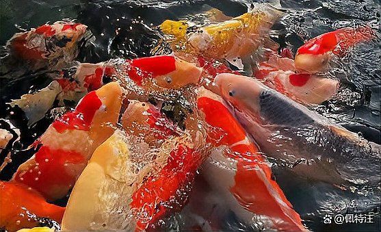 錦鯉三天喂一次行嗎