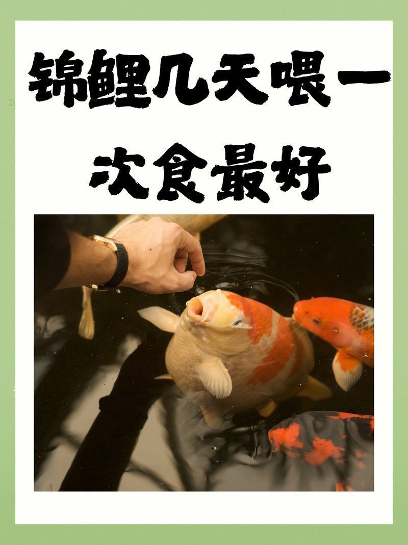 錦鯉三天喂一次行嗎
