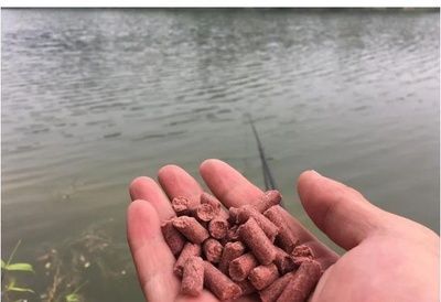 雷龍魚吃魚飼料嗎？（雷龍魚可以食用魚飼料，雷龍魚飼料的營養價值如何馴化）