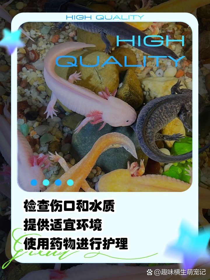 家養金龍魚如何判斷其年齡大小：家養金龍魚如何判斷其年齡？