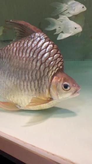 龍魚缸適合養什么魚好看