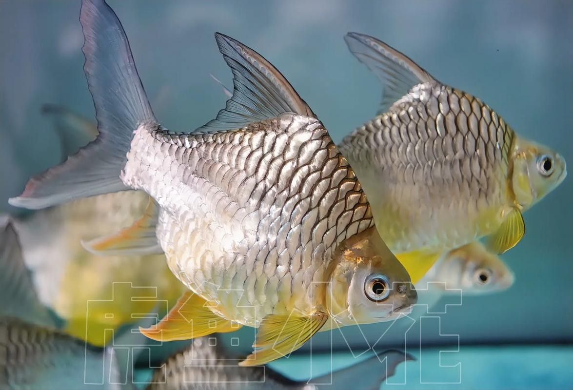 龍魚缸適合養什么魚好看