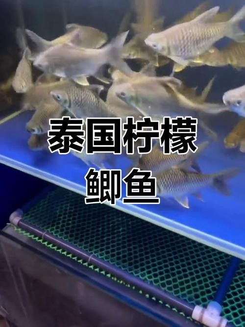 龍魚缸適合養什么魚好看