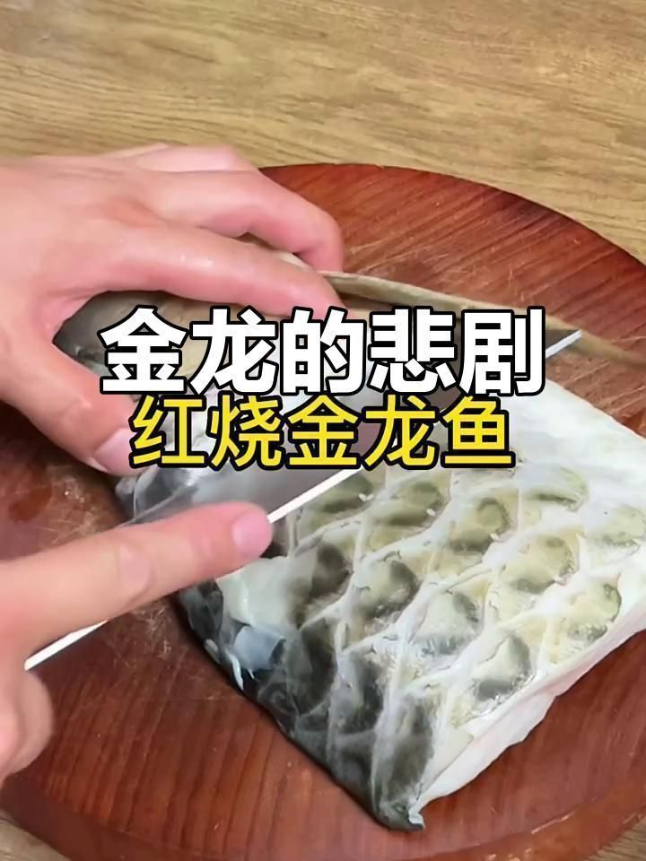 藍(lán)底過背金龍魚的最佳吃法視頻