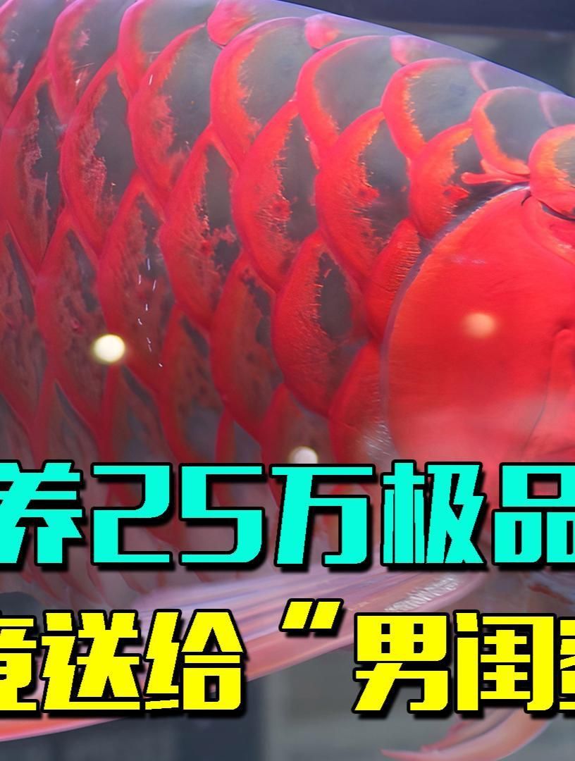 哪種龍魚最適合家庭養殖？