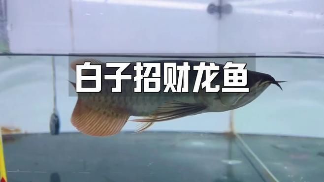 哪種龍魚最適合家庭養殖？