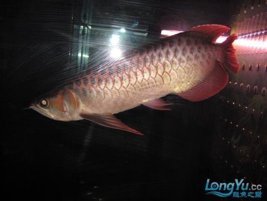 紅龍魚四大品牌排行榜前十名：紅龍魚四大品牌排行榜前十名的概覽