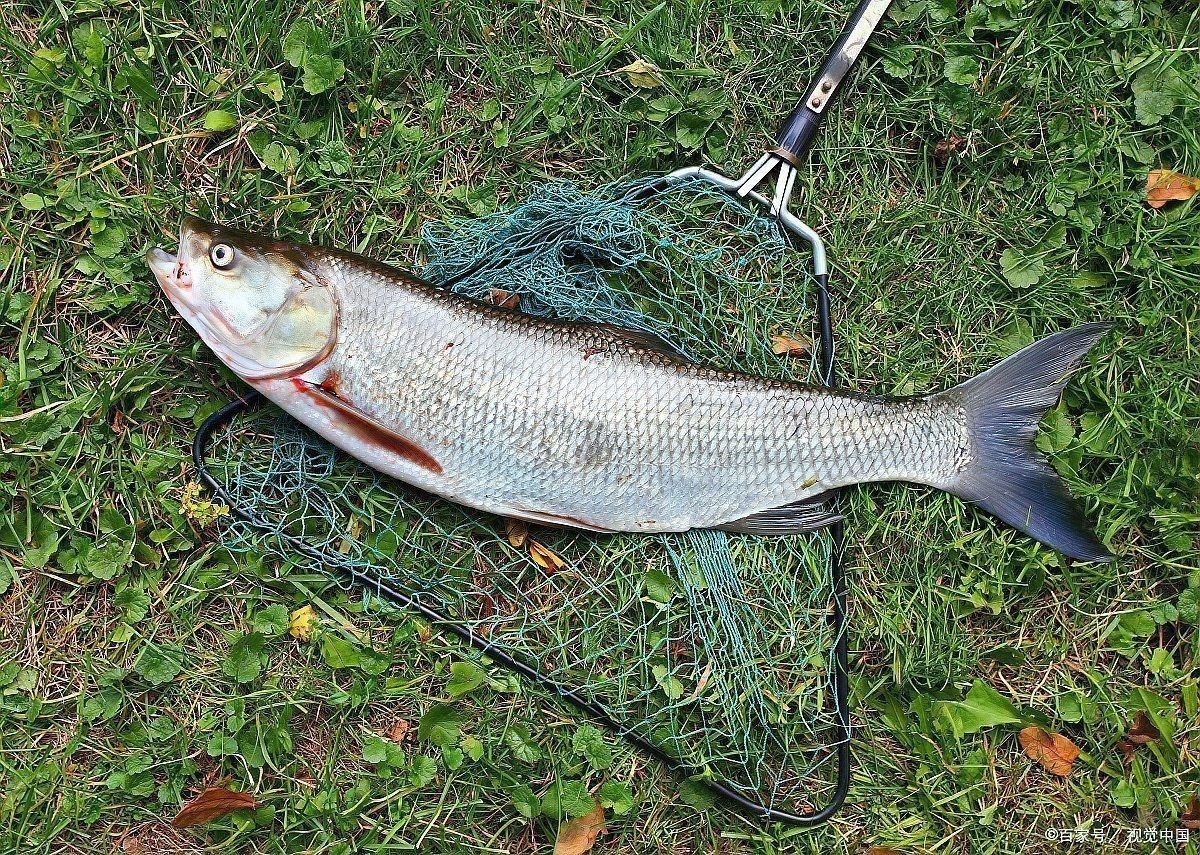 撅嘴鰱魚和翹嘴魚區別 撅嘴鰱魚和翹嘴魚區別 龍魚百科 第3張