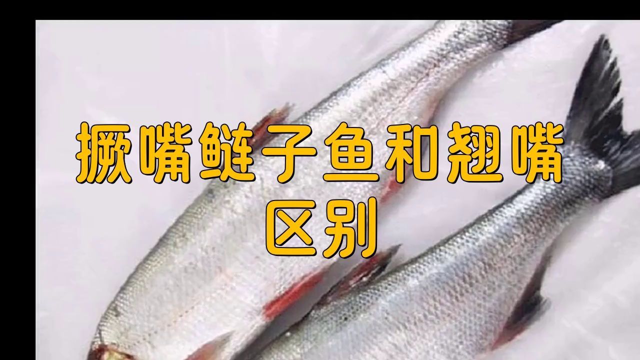 撅嘴鰱魚和翹嘴魚區別 撅嘴鰱魚和翹嘴魚區別 龍魚百科 第5張