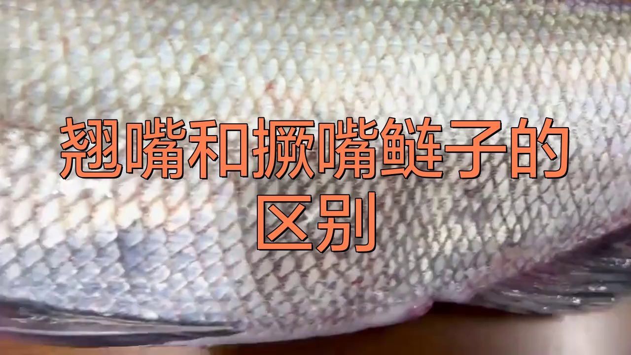 撅嘴鰱魚和翹嘴魚區別 撅嘴鰱魚和翹嘴魚區別 龍魚百科 第7張