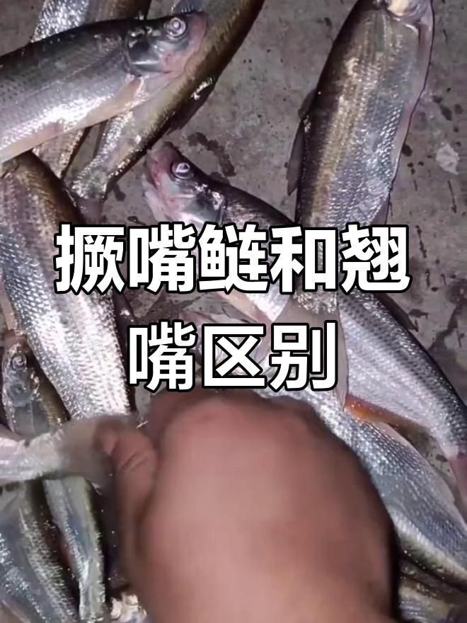 撅嘴鰱魚和翹嘴魚區別 撅嘴鰱魚和翹嘴魚區別 龍魚百科 第12張