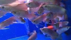 紅龍魚(yú)吃蝦肉好嗎（關(guān)于紅龍魚(yú)吃蝦肉的一些詳細(xì)信息）