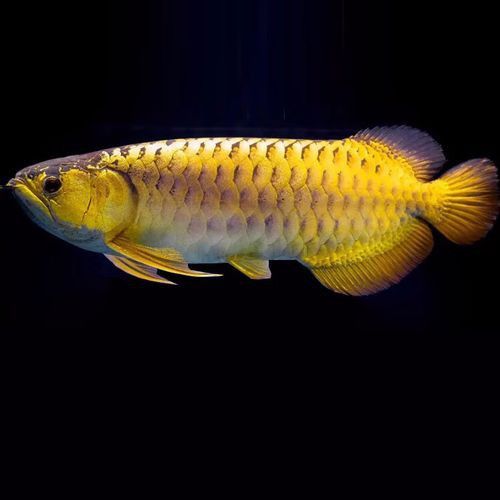 給我一張過背和高背金龍魚對比圖