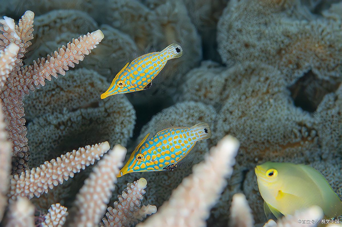 金龍魚(yú)白天需要開(kāi)燈嗎