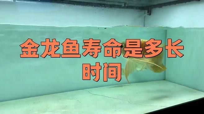 金龍魚壽命幾年最長