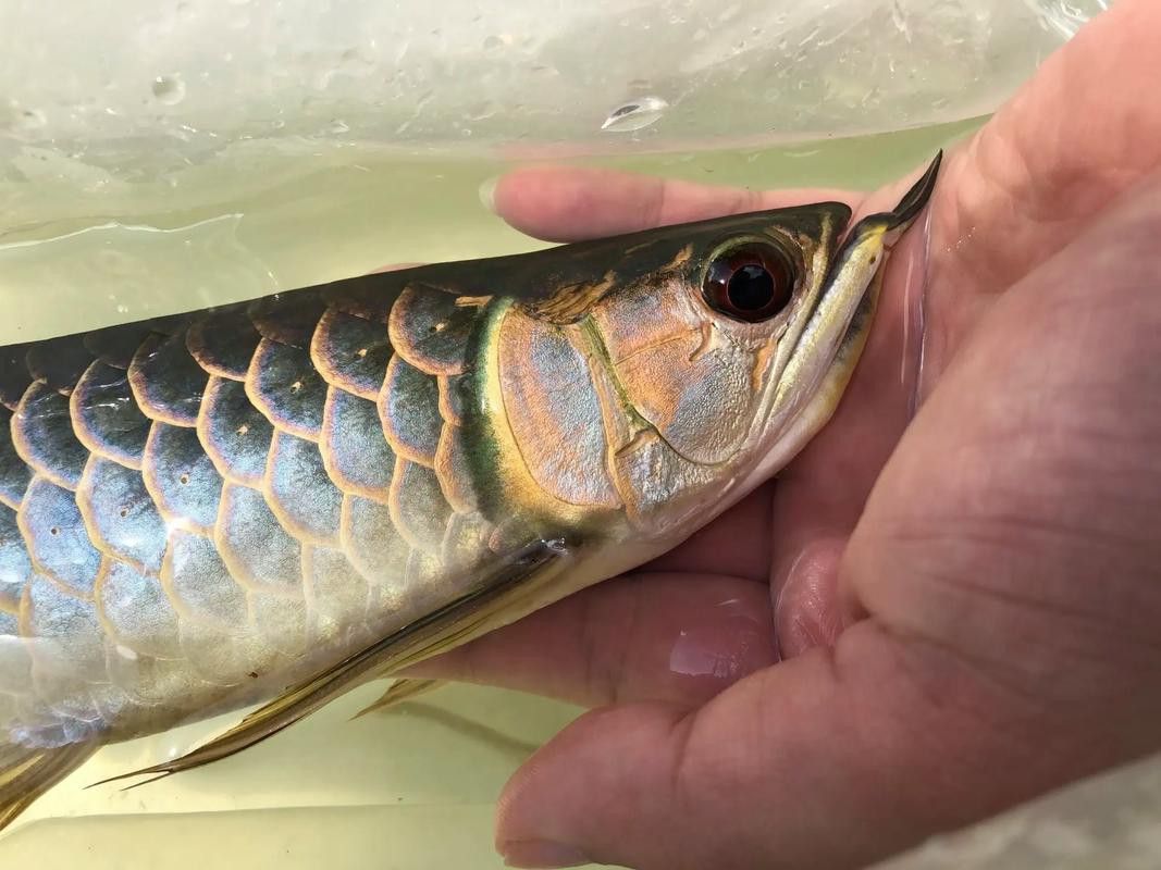 金龍魚壽命幾年最長