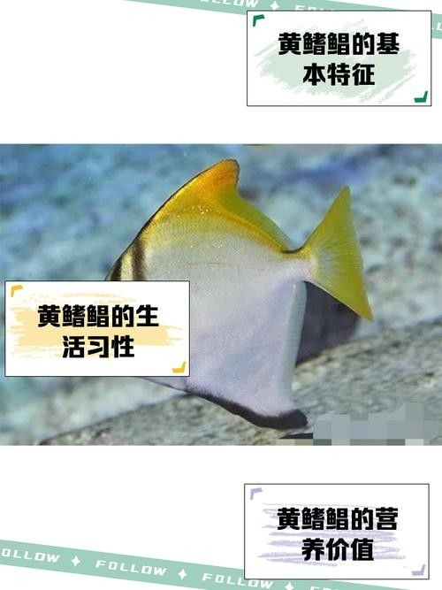 黃鰭鯧能和龍魚混養嗎圖片
