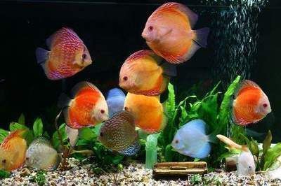 杰西卡恐龍魚幼魚疾病預防：杰西卡恐龍魚冬季飼料選擇