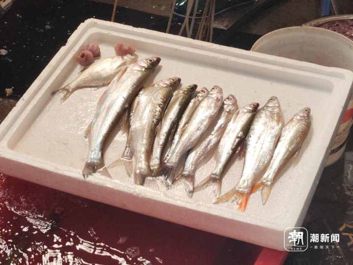有哪些替代海龍魚的美食？