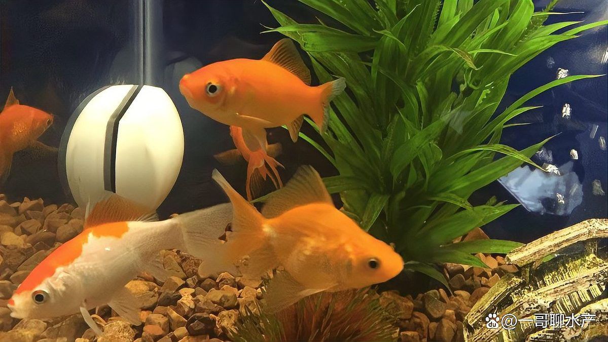 六角龍魚繁殖后如何照顧親魚？