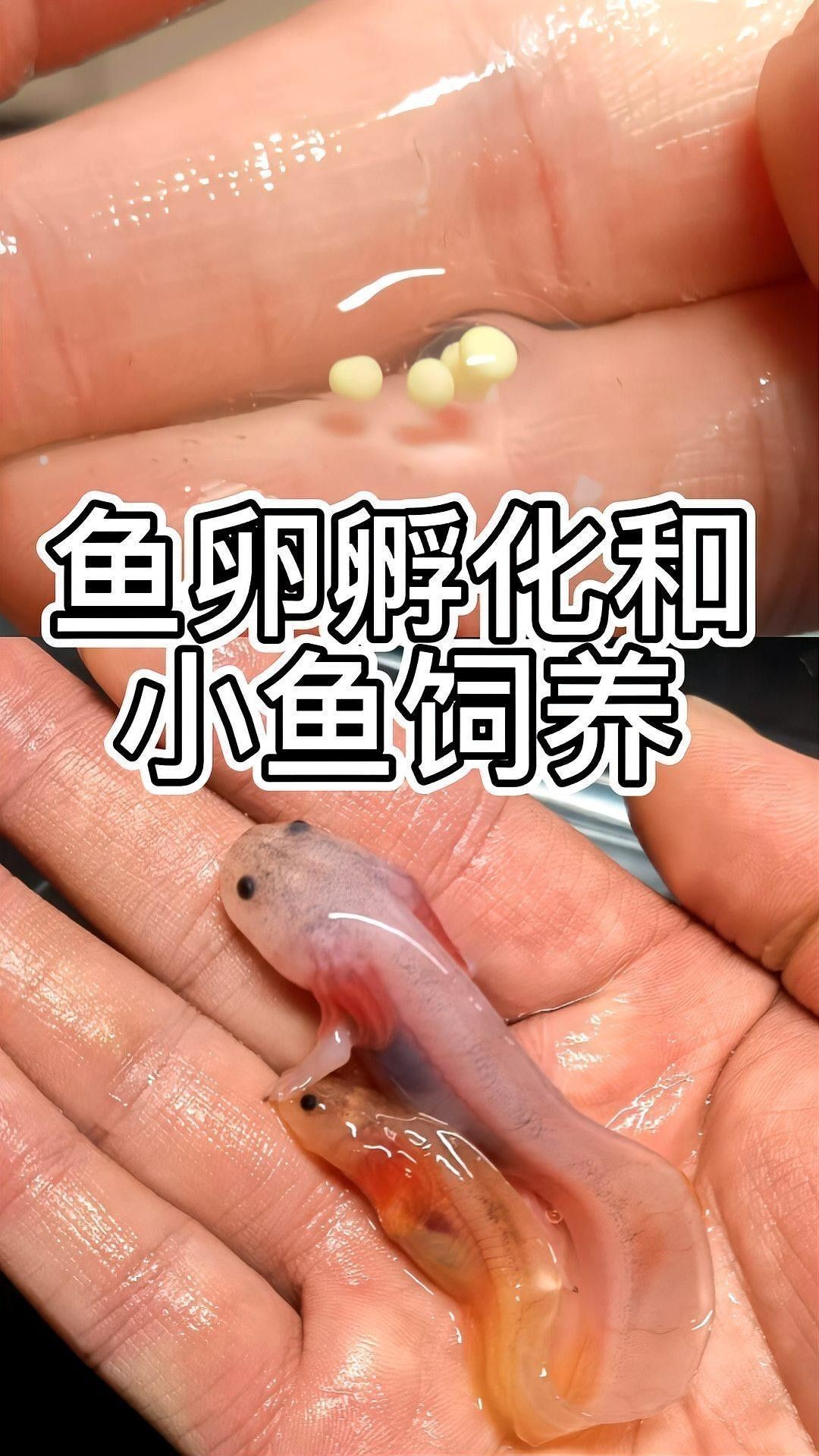 六角龍魚繁殖后如何照顧親魚？