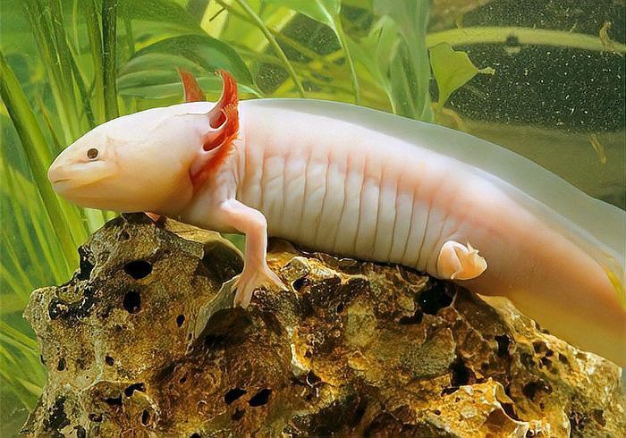 六角龍魚繁殖后如何照顧親魚？