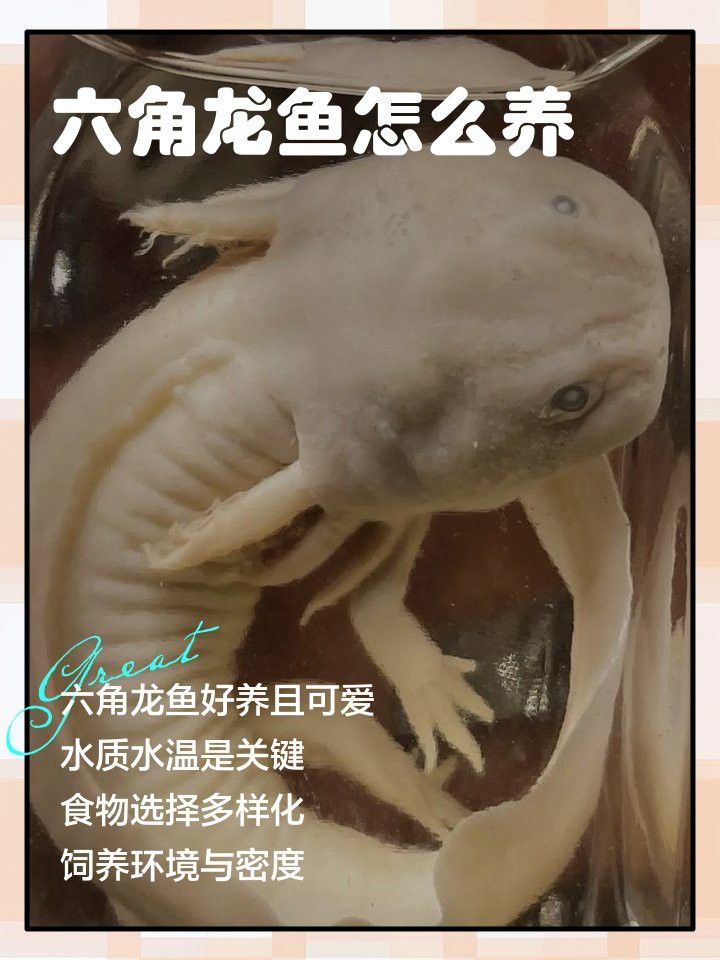 六角龍魚繁殖后如何照顧親魚？