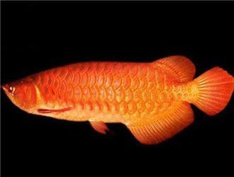 紅龍魚什么價格好養一點啊(紅龍魚價格和養殖難易度,紅龍魚飼養技巧有哪些) 龍魚百科 第1張 紅龍魚什么價格好養一點啊(紅龍魚價格和養殖難易度,紅龍魚飼養技巧有哪些) 紅龍魚什么價格好養一點啊(紅龍魚價格和養殖難易度,紅龍魚飼養技巧有哪些) 龍魚百科 第1張
