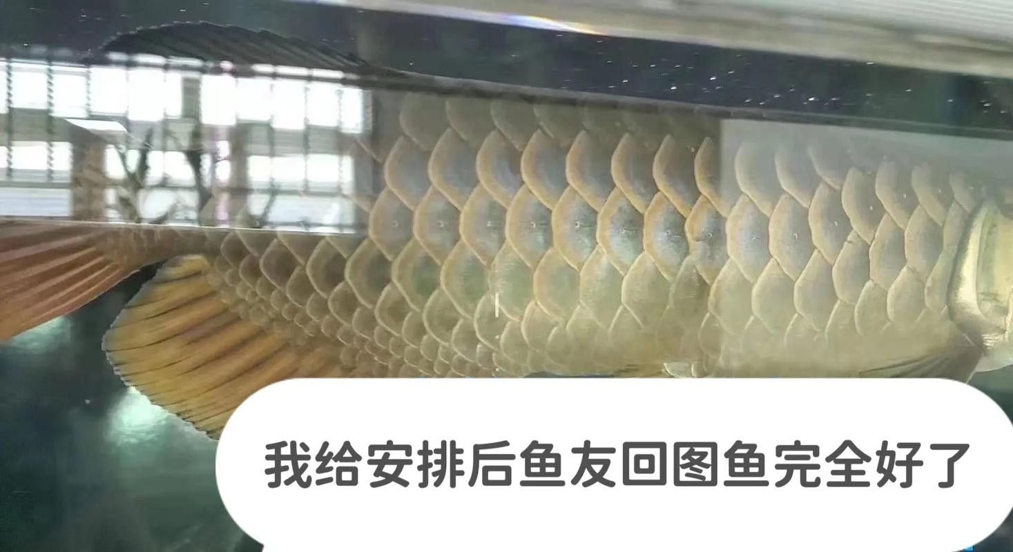 銀龍魚鱗片充血圖片 銀龍魚鱗片充血圖片 龍魚百科 第14張
