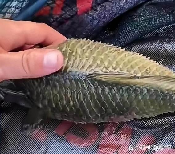 銀龍魚鱗片充血圖片 銀龍魚鱗片充血圖片 龍魚百科 第12張