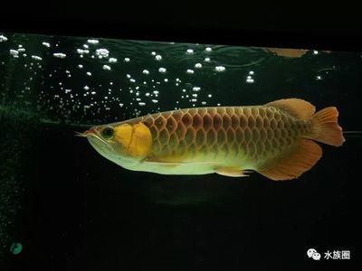 龍魚搭配泰國鯽的好處和功效，龍魚與泰國鯽混養的注意事項
