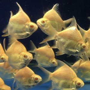 龍魚搭配泰國鯽的好處和功效，龍魚與泰國鯽混養的注意事項