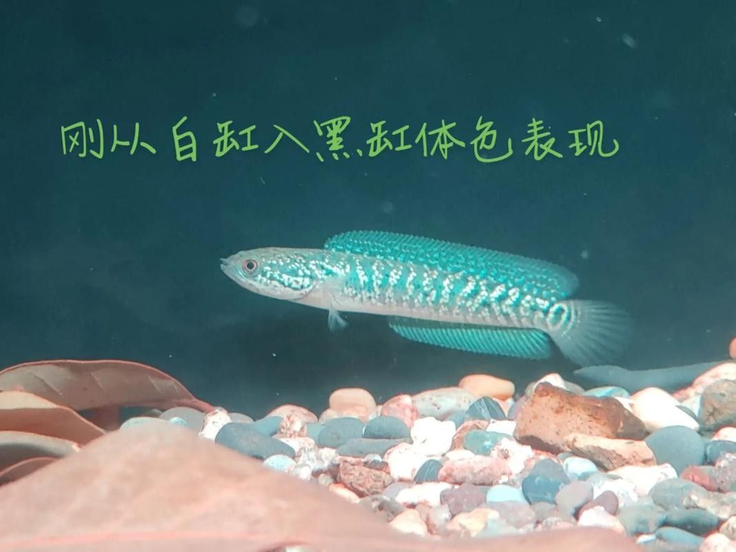 黑魚雷龍魚