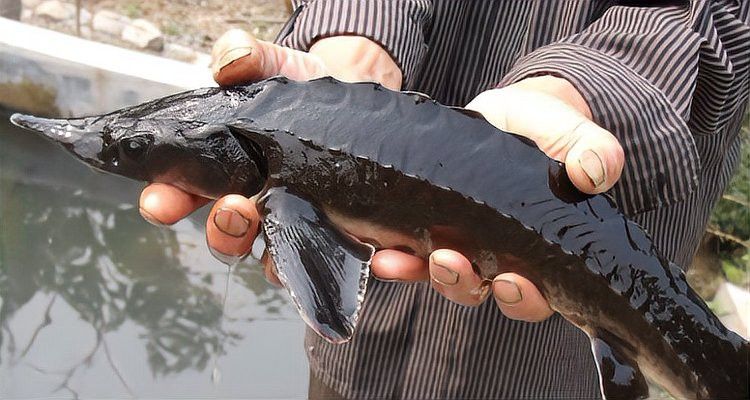 河源鱘龍魚生長環(huán)境怎么樣啊