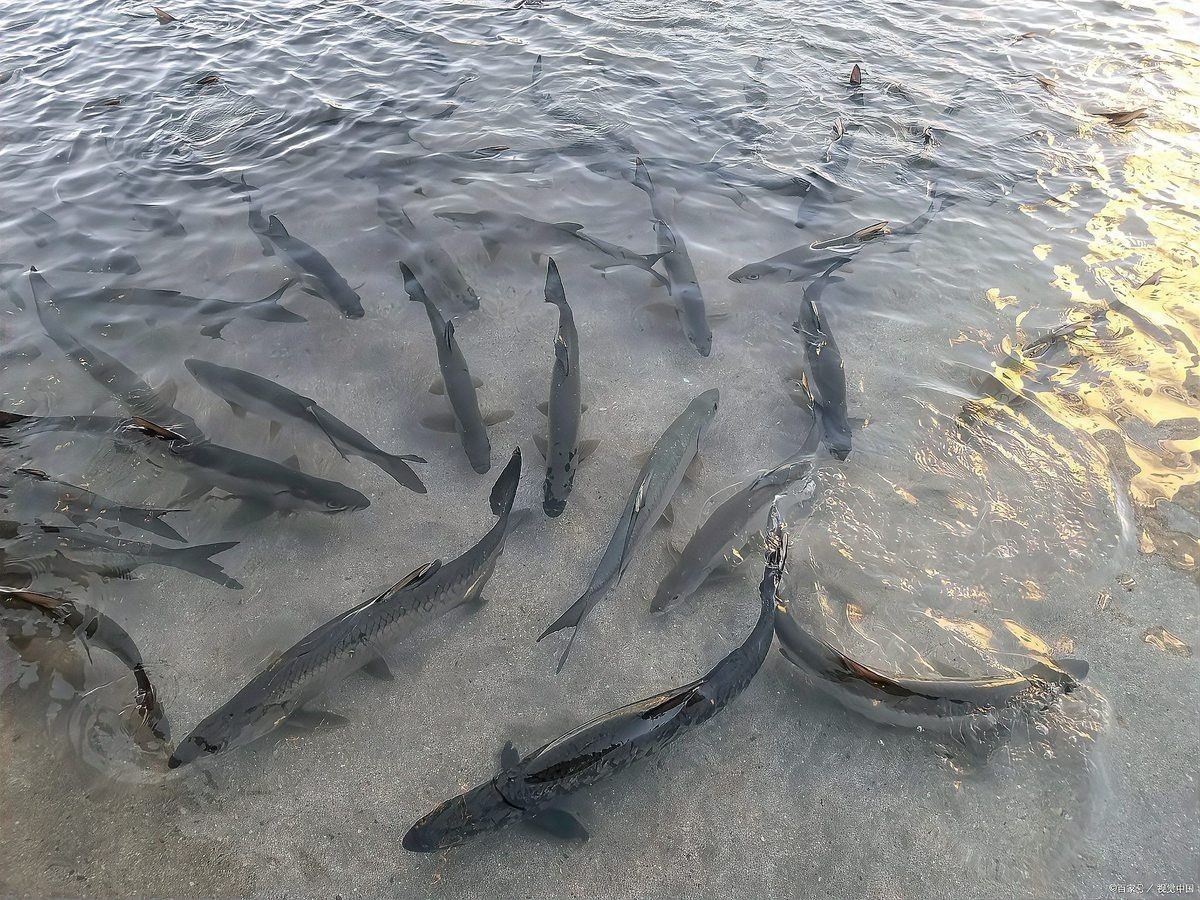 河源鱘龍魚生長環(huán)境怎么樣啊
