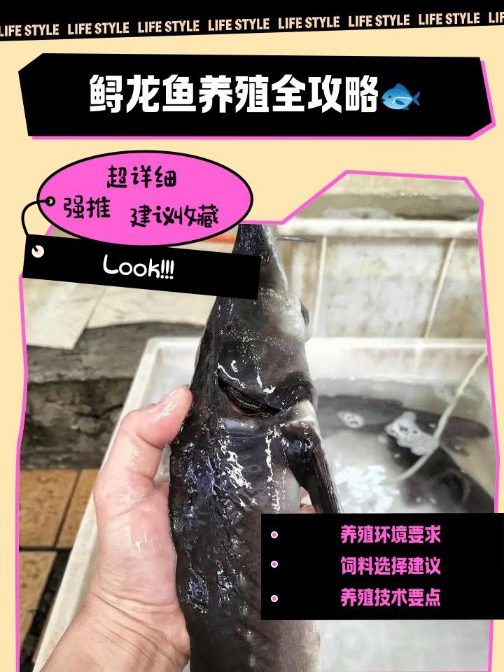 河源鱘龍魚生長環(huán)境怎么樣啊