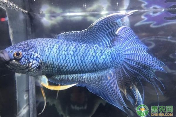 魚缸水渾濁有腥味怎么處理（魚缸水處理后如何預防再次渾濁）