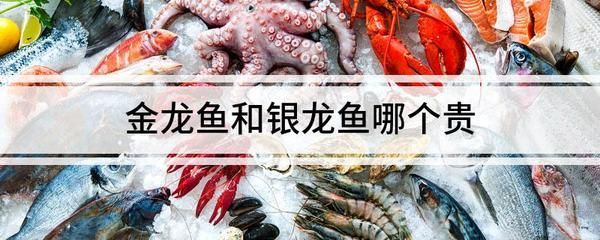 粉色龍魚的價格是否高于金龍魚之前，我們需要明確的是：粉色龍魚和金龍魚的價格