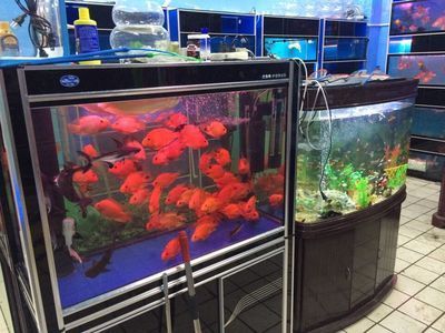 比較好的魚缸品牌排行榜（2024年比較好的魚缸品牌排行榜）