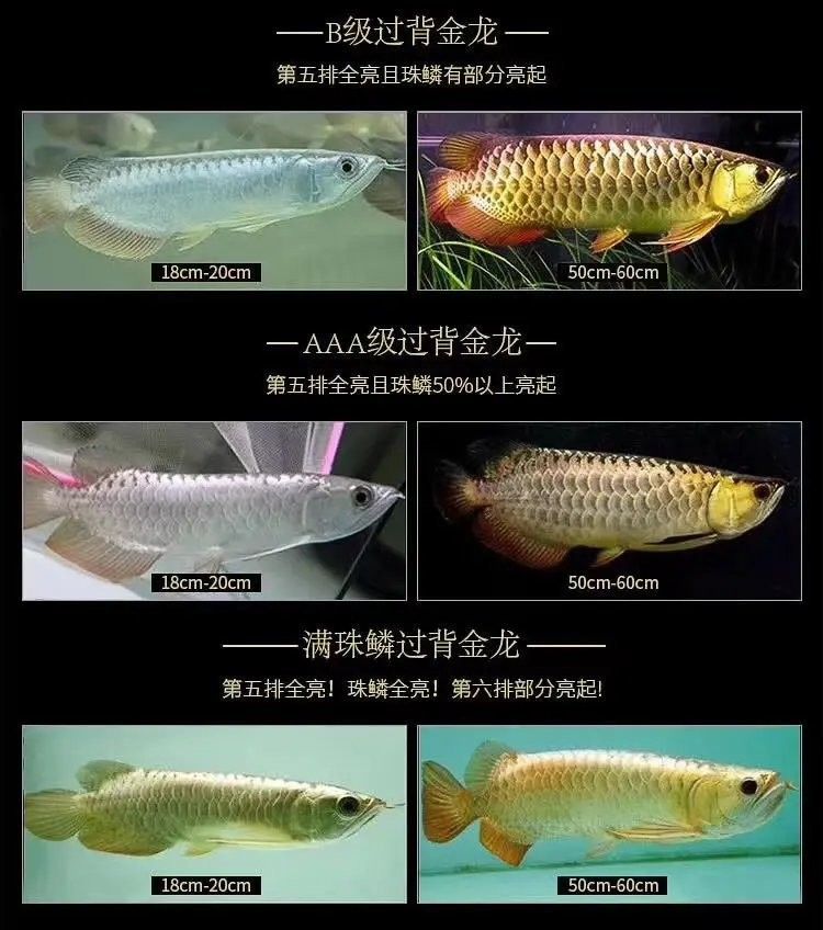 金龍魚高背和過背有什么區別