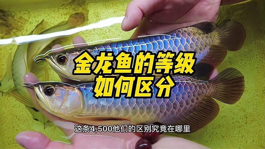金龍魚高背和過背有什么區別