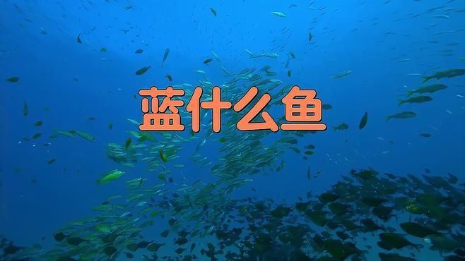 藍色的魚有哪些品種