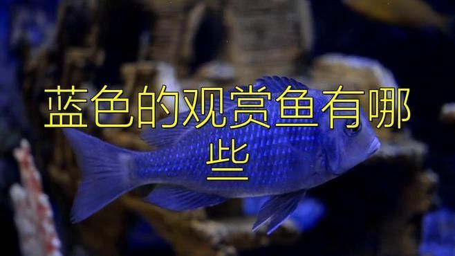 藍色的魚有哪些品種