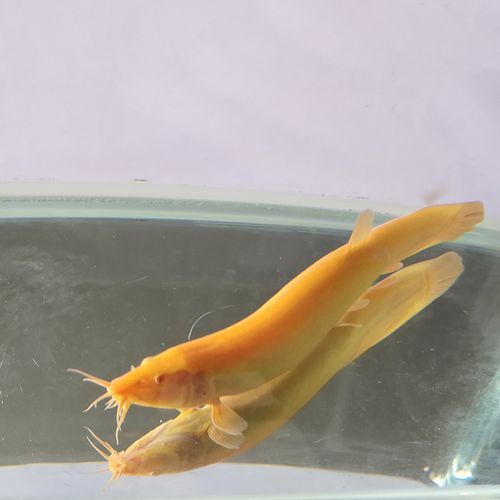 小金龍魚苗多少錢一條啊圖片
